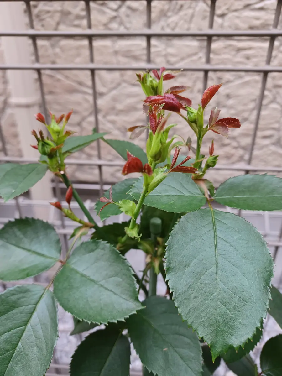 img_cache_q_45861_1_1749650933