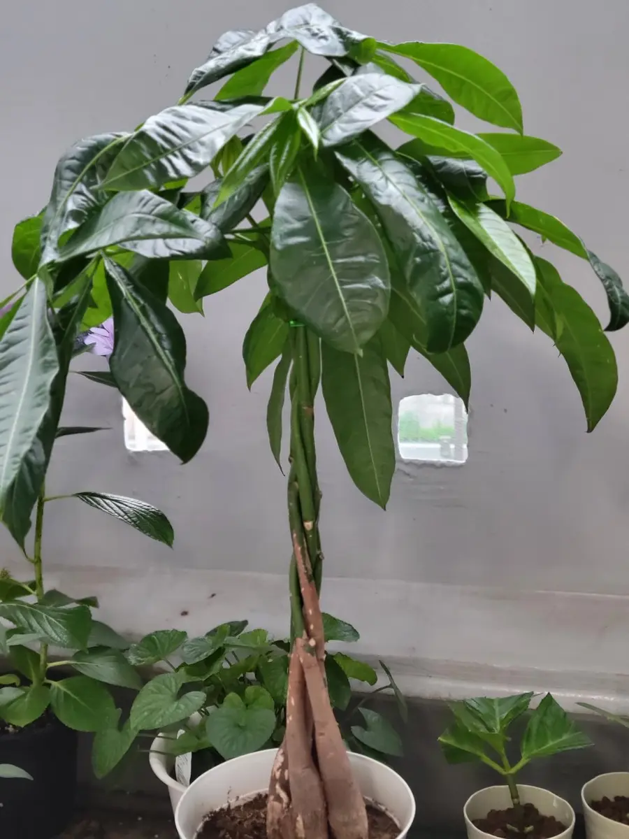 他の人が持ってない観葉植物 他の人が持ってない観葉植物