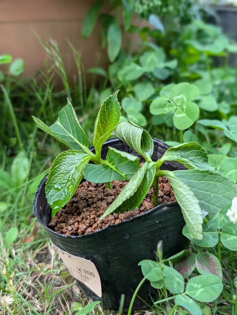 いつもありがとうございます。今回紫陽花の挿し芽から育てて｜園芸