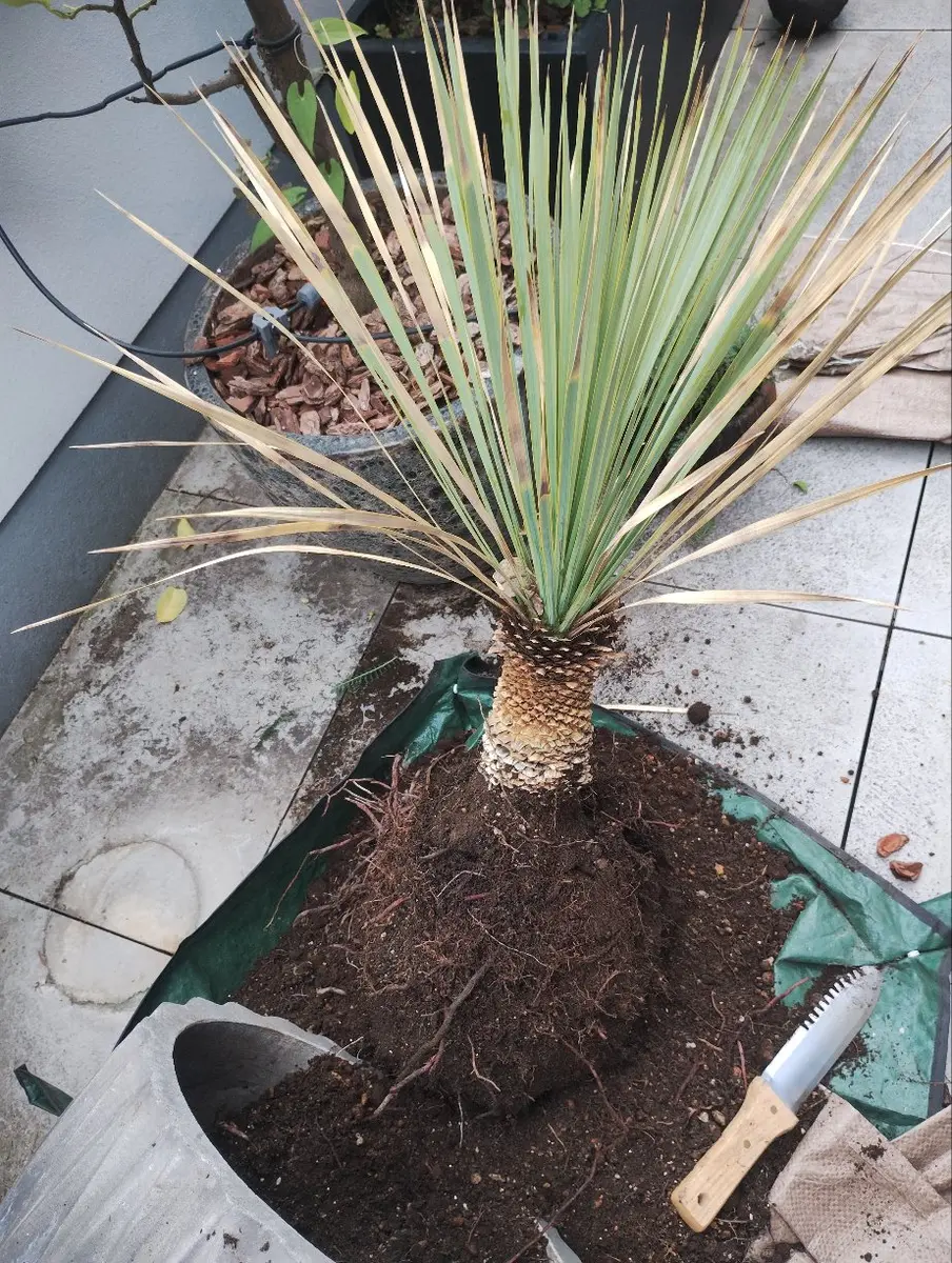 ユッカ ロストラータ プランターごと2008 ユッカ ロストラータ プランターごと2008