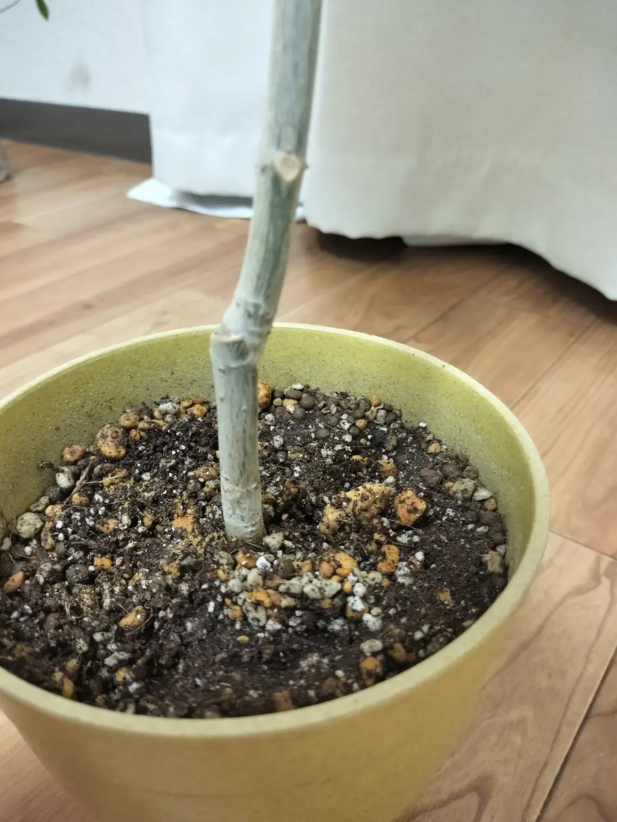 正真正銘 斑入り ウンベラータ 1株 発根済 初めまして よろしくお願い致しますウンベラータ2鉢につい｜園芸