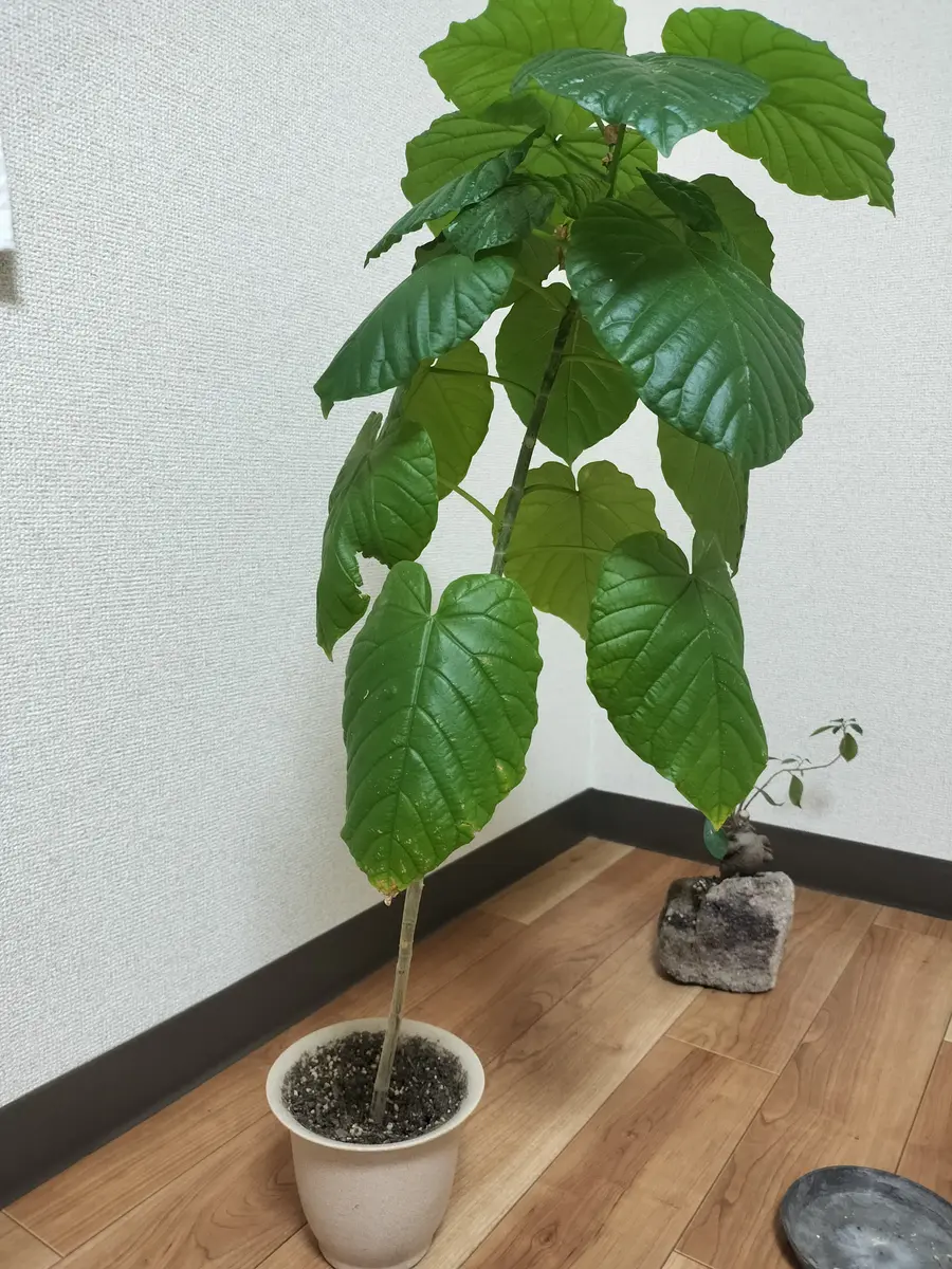 初めまして よろしくお願い致しますウンベラータ2鉢につい｜園芸