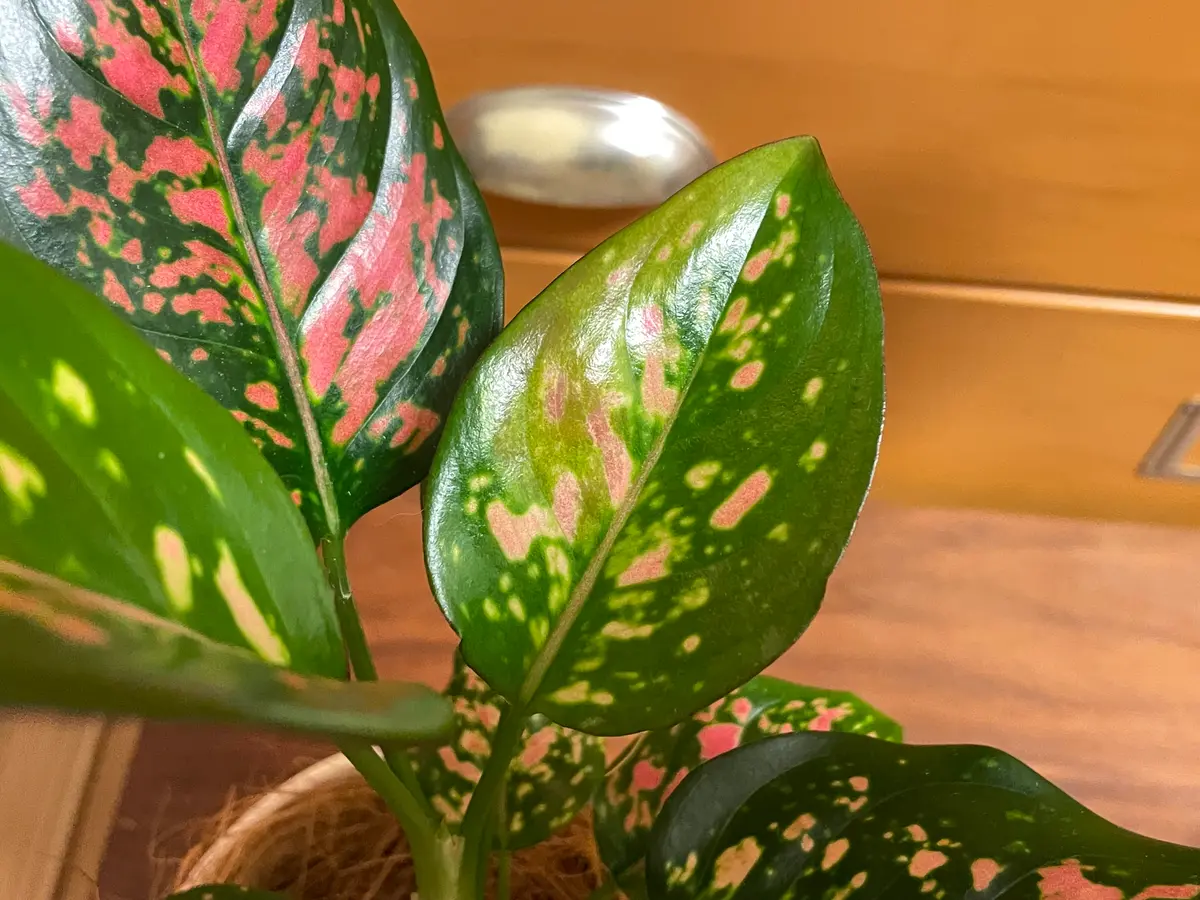 アグラオネマ 5個他 ご注文分 観葉植物