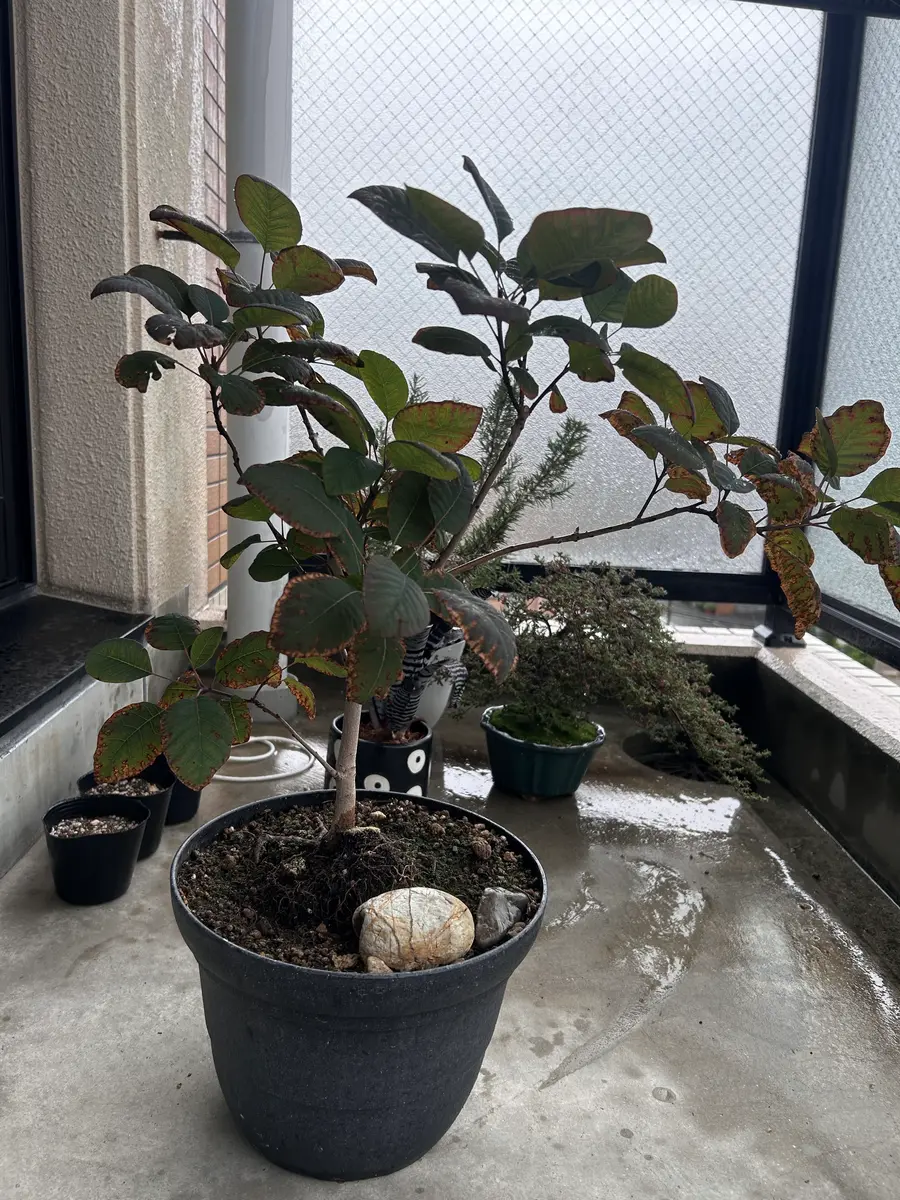 スモークツリーの育て方について質問です。葉の先から徐々に枯