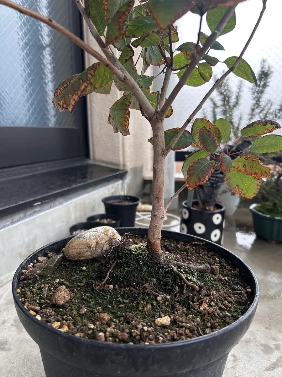 スモークツリーの育て方について質問です。葉の先から徐々に枯