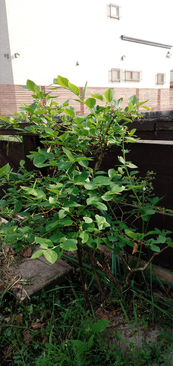 7年程前に植えたブルーベリーですが実は それなりに採れるの...｜園芸 