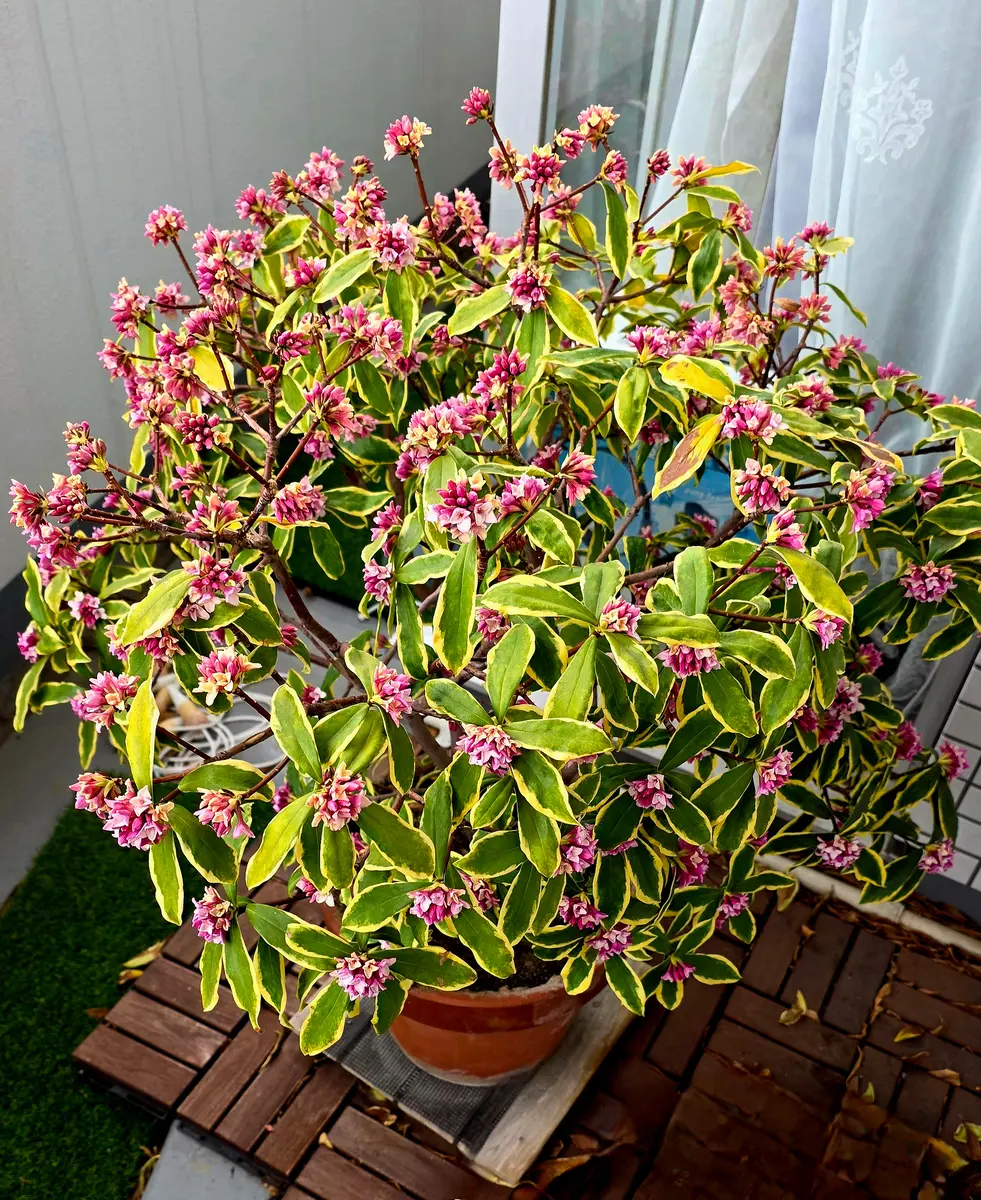 苗を買って育てはじめて4年になる沈丁花です。都内の南向きのベ