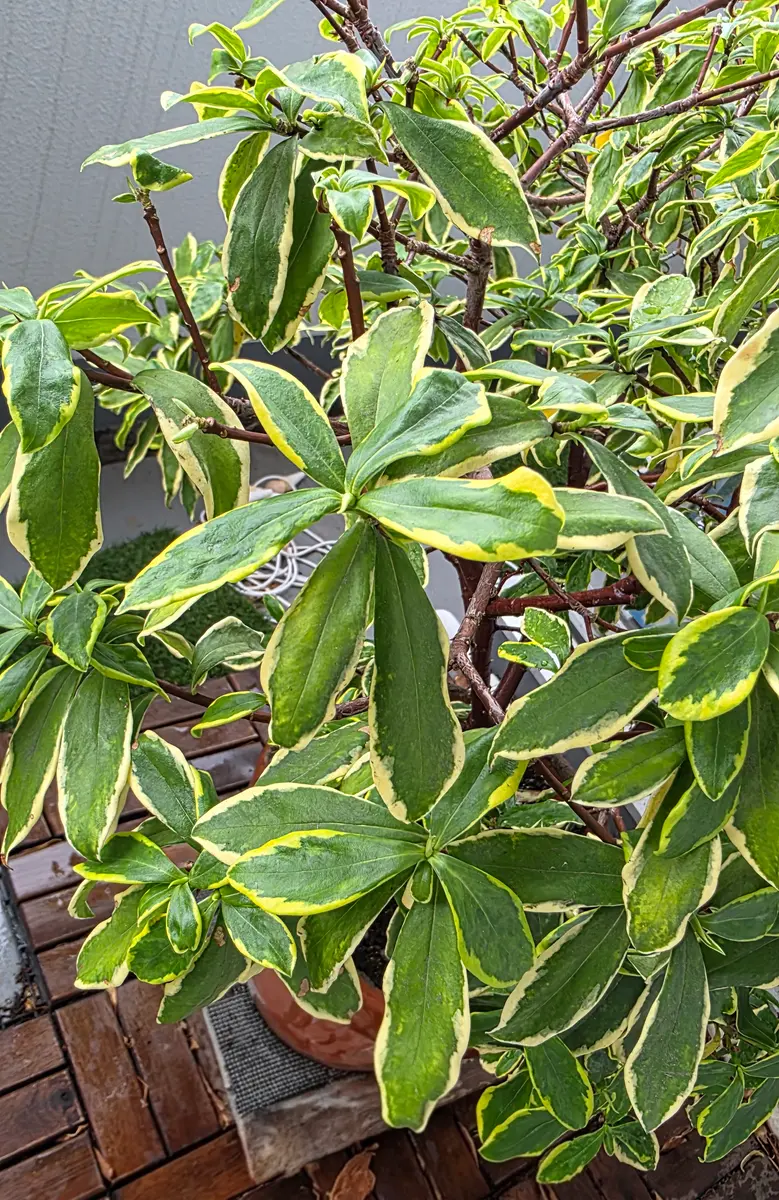 苗を買って育てはじめて4年になる沈丁花です。都内の南向きのベ