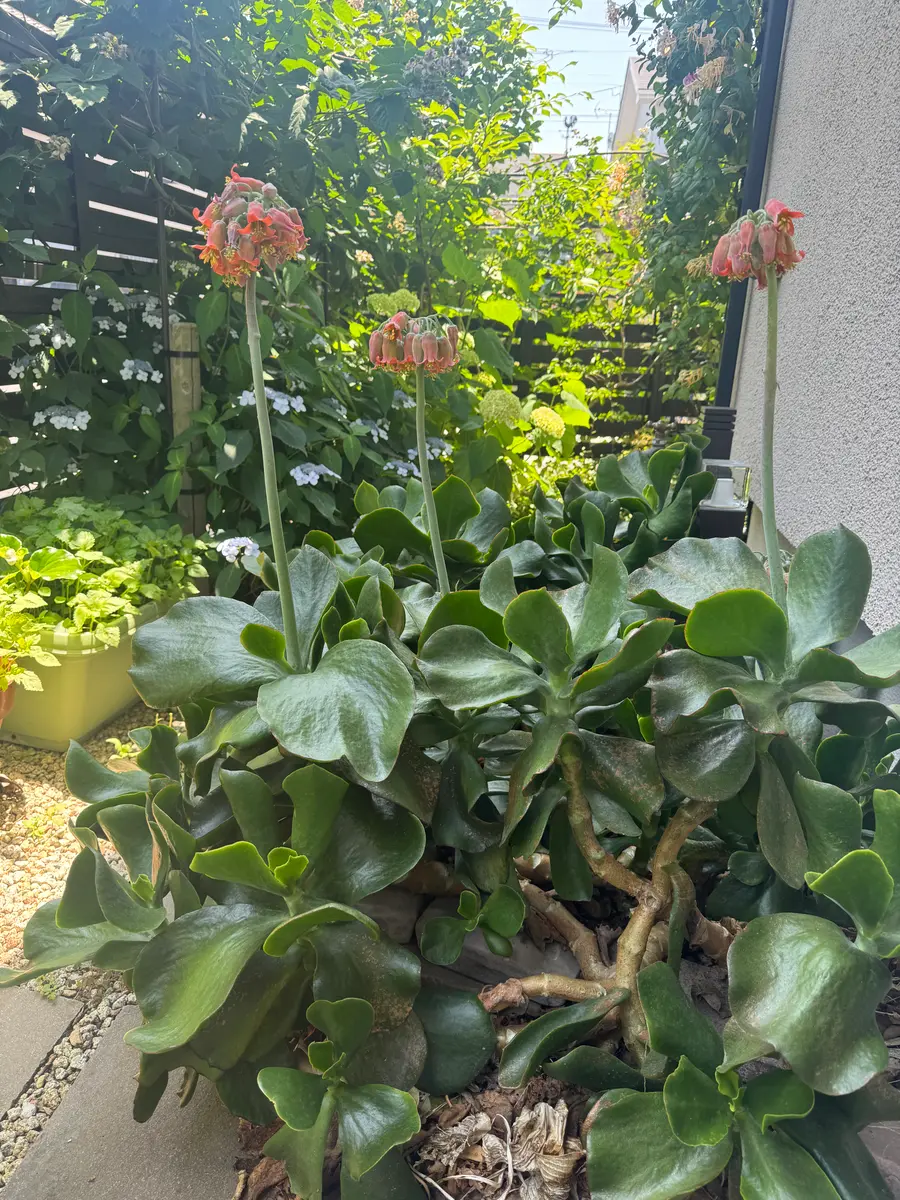 ❣️確認用でございます(o^^o) フィロデンドロン・旅人の木 ❣️確認用でございます(o^^o) フィロデンドロン・旅人の木 花宇宙 西