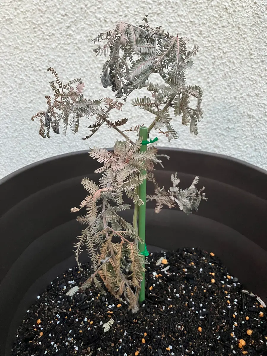 15cmほどの小さなミモザアカシアの苗を購入しましたが…鉢を買｜園芸