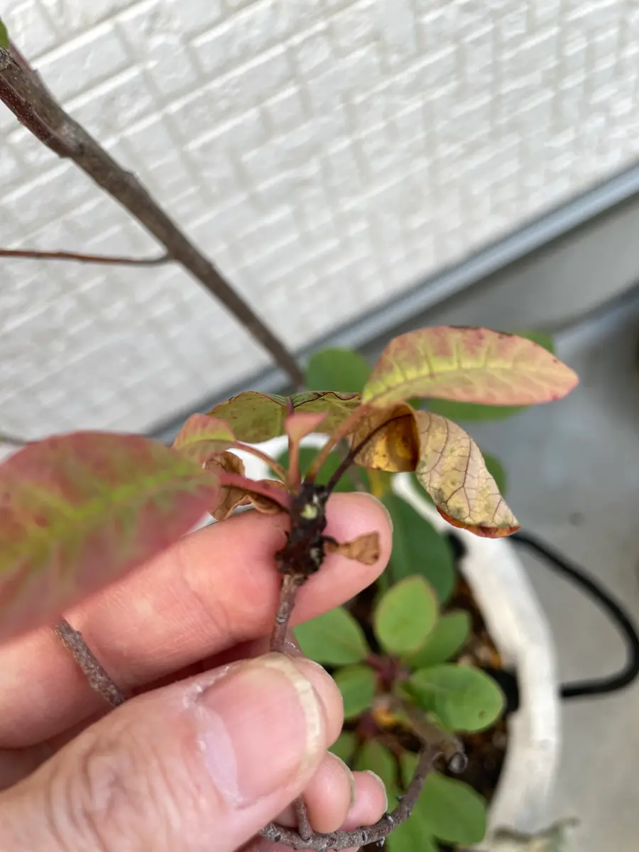 スモークツリー5品種セット【Ａ】 スモークツリー5品種セット【B】