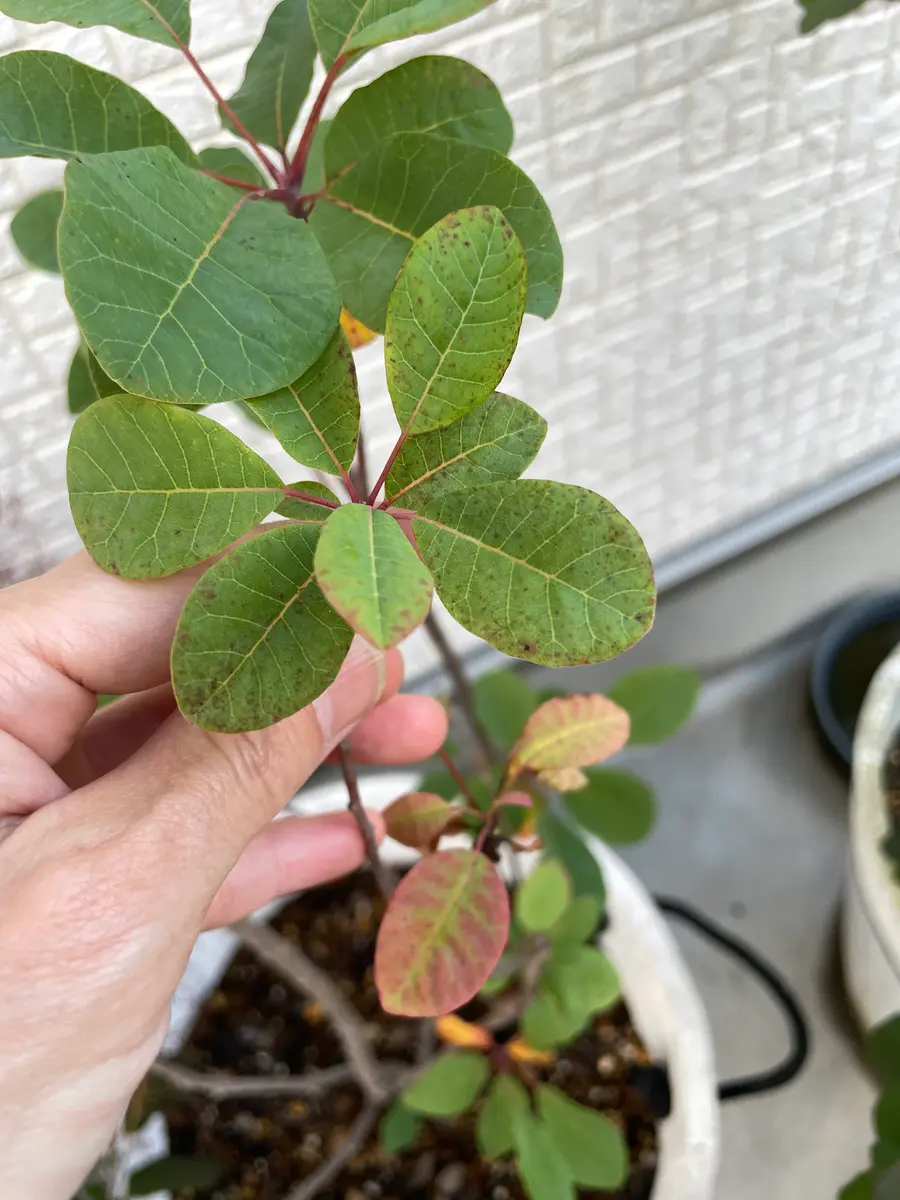 5月初めに購入したスモークツリーです。根っこ❓は麻布のような