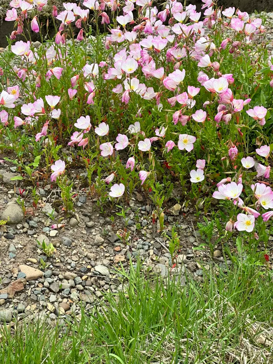 花です これは何の花ですか？｜園芸相談Q＆A｜みんなの趣味の園芸