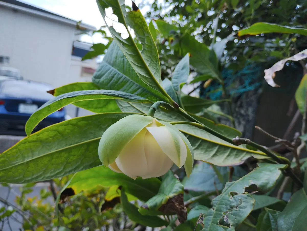 295)花。花になります 緋牡丹錦×LB2178ハイブリッドに花が咲いたぞッ！！ | もすレコ。