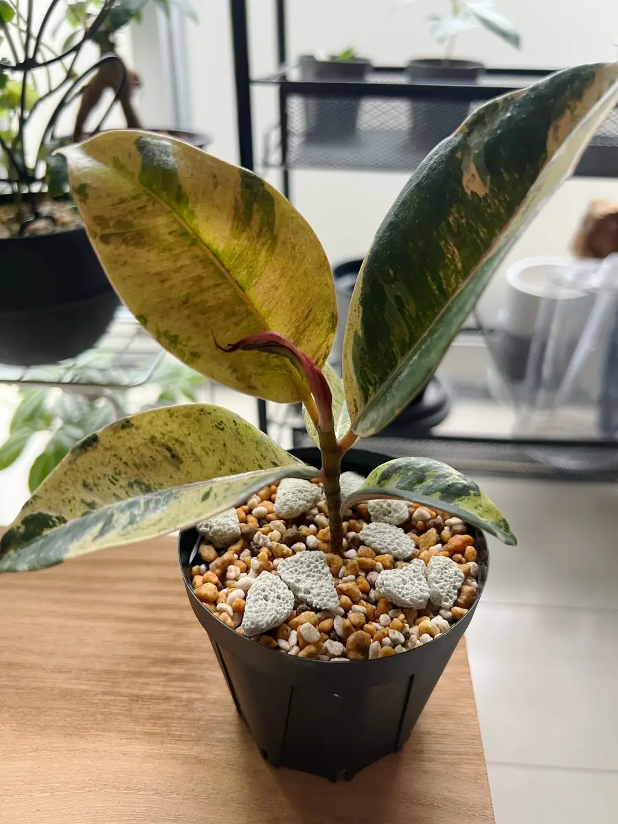 フィカス 確認用 購入不可 フィカスジン】ネットで購入。到着して1週間