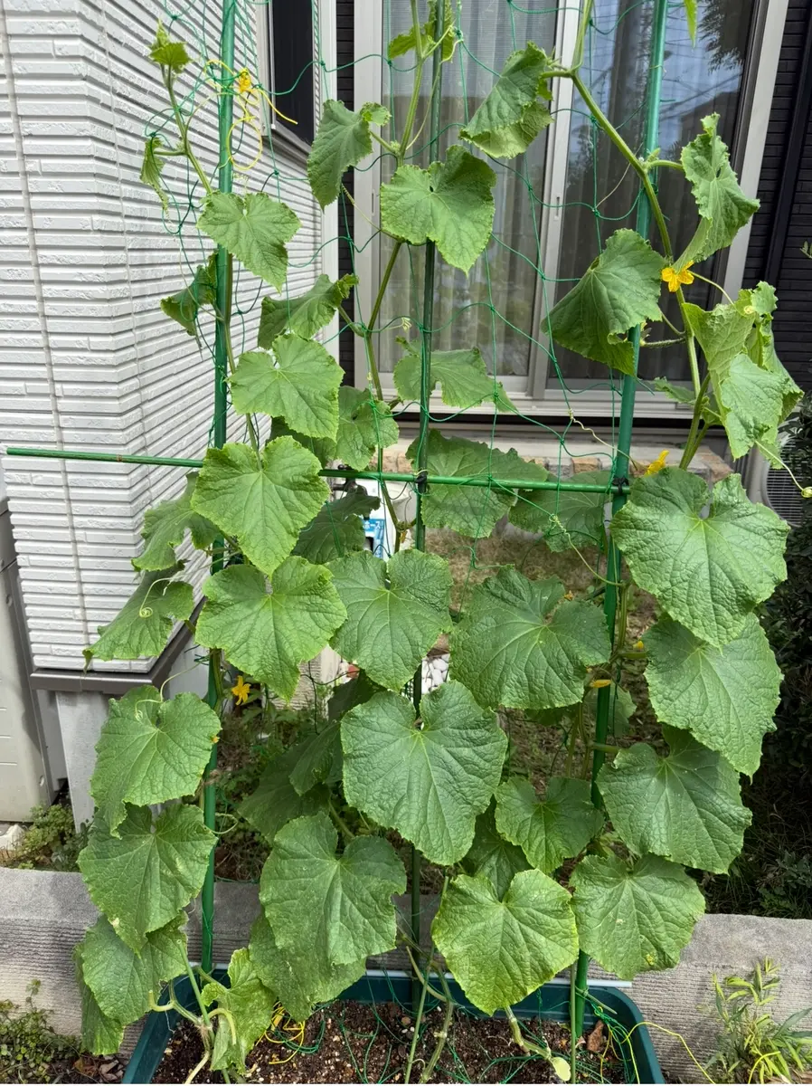 きゅうり プランター 育て 方