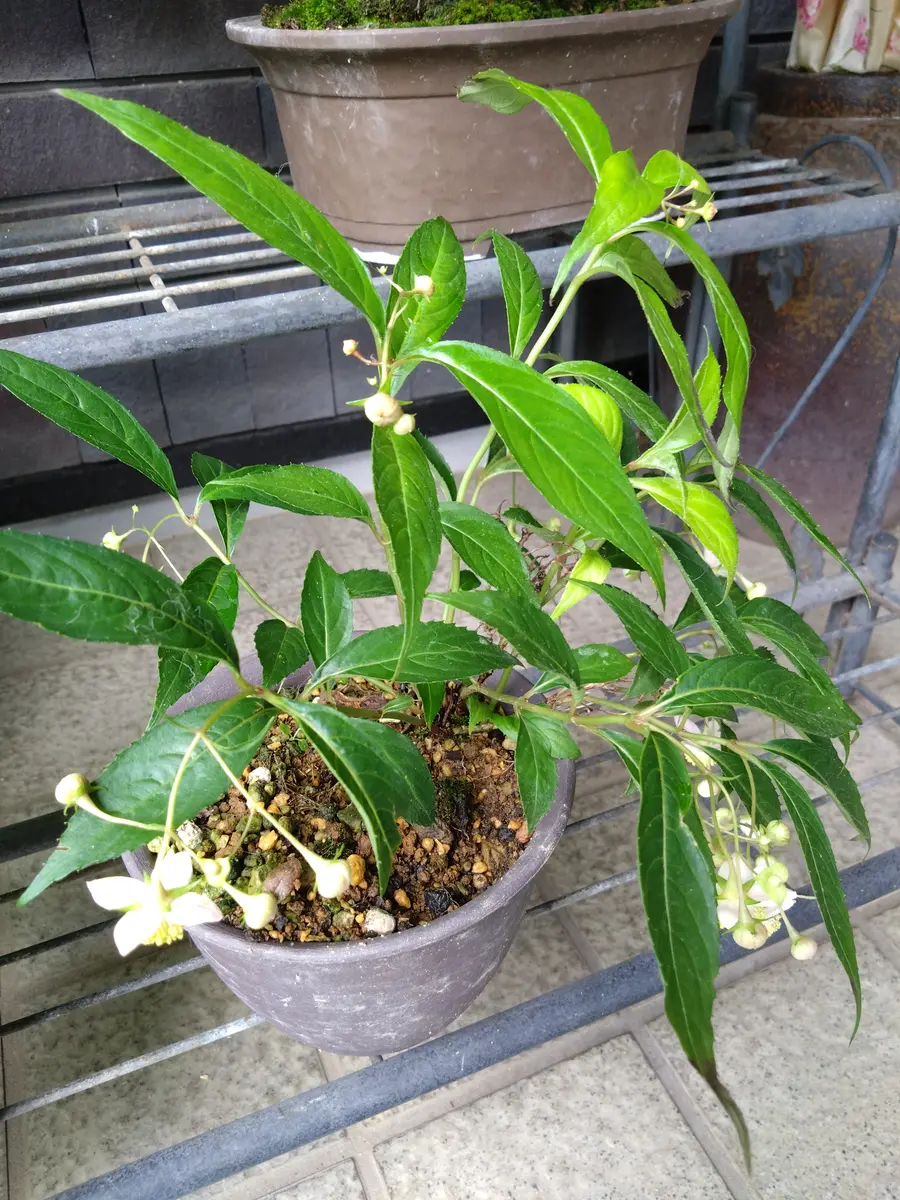 盆栽鉢 時代泥鉢華紋時代お洒落な植木鉢寄せ植え山野草22cmx8cm
