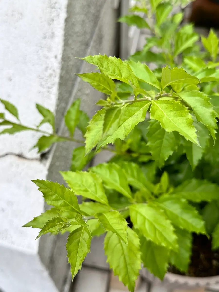 この葉っぱの状態が分かる方いらっしゃいませんか？去年の春か