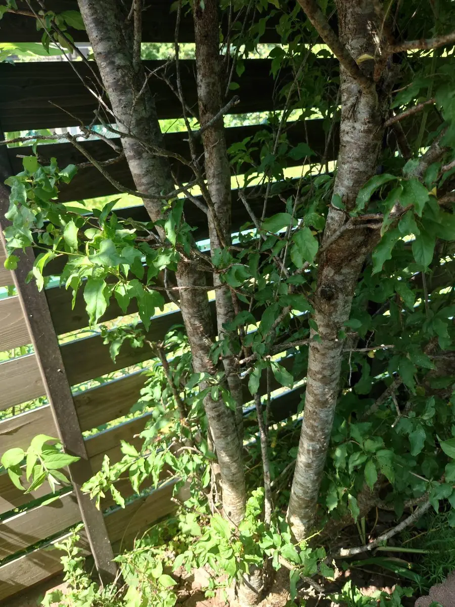 リナ様　ウッドプランターOG-23変更あり リナ様 ウッドプランターOG-23変更あり