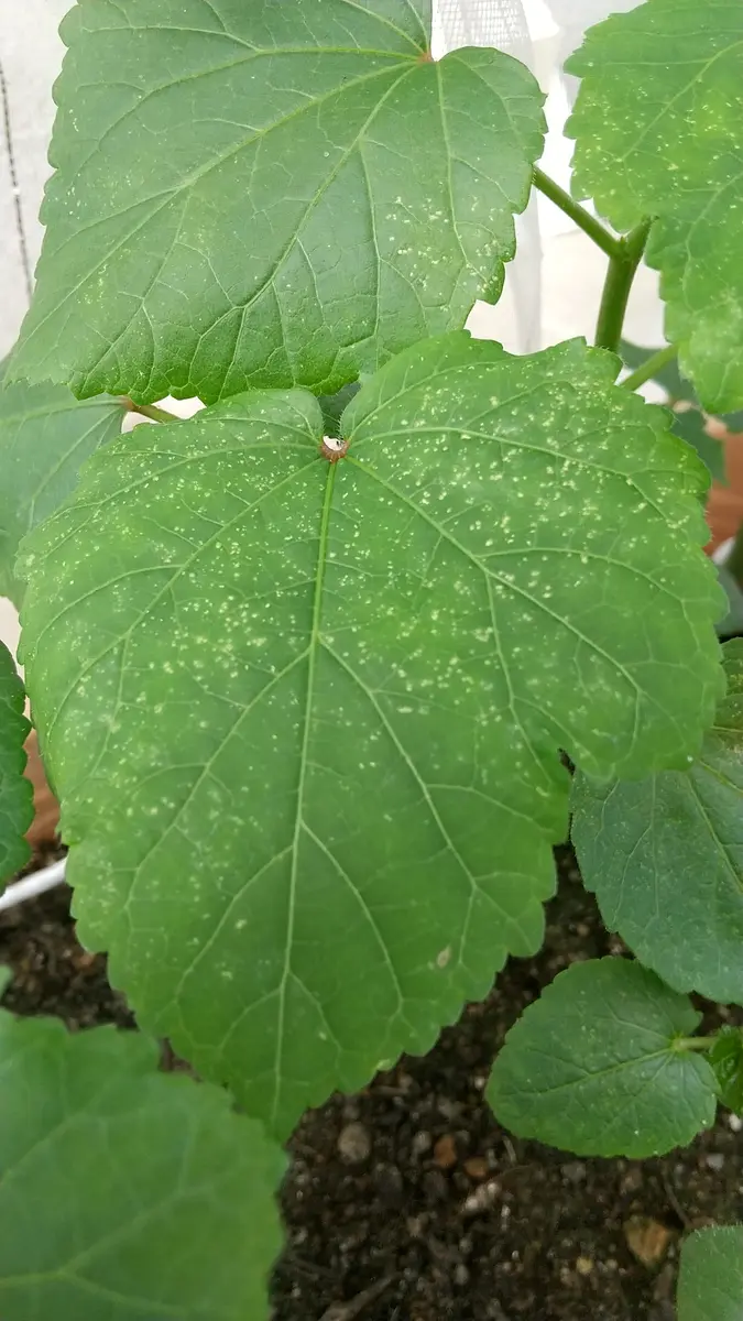 葉っぱ オクラの葉っぱが写真のように、プツプツしています。指で払っ