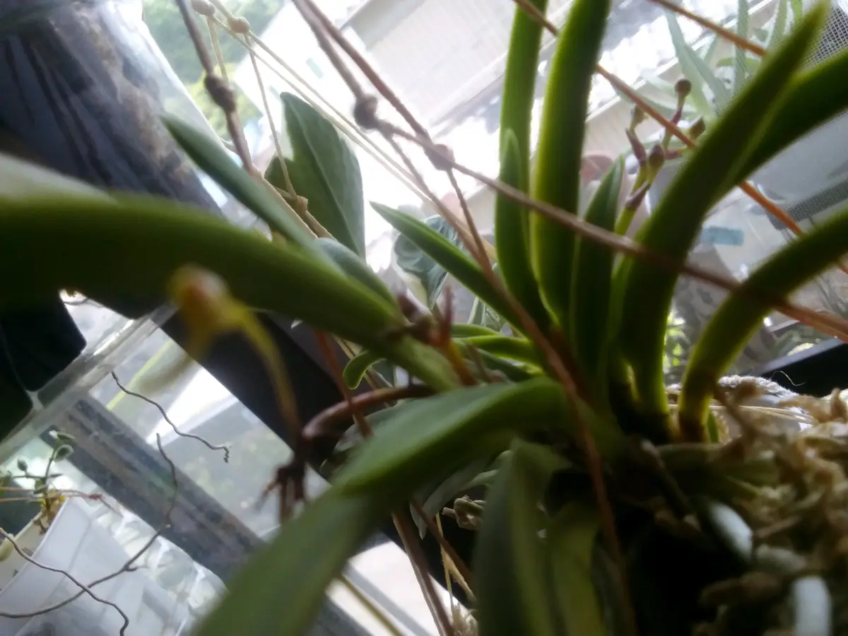 富貴蘭 風蘭 2鉢 品種はわかりません なおの趣味の園芸 風蘭・