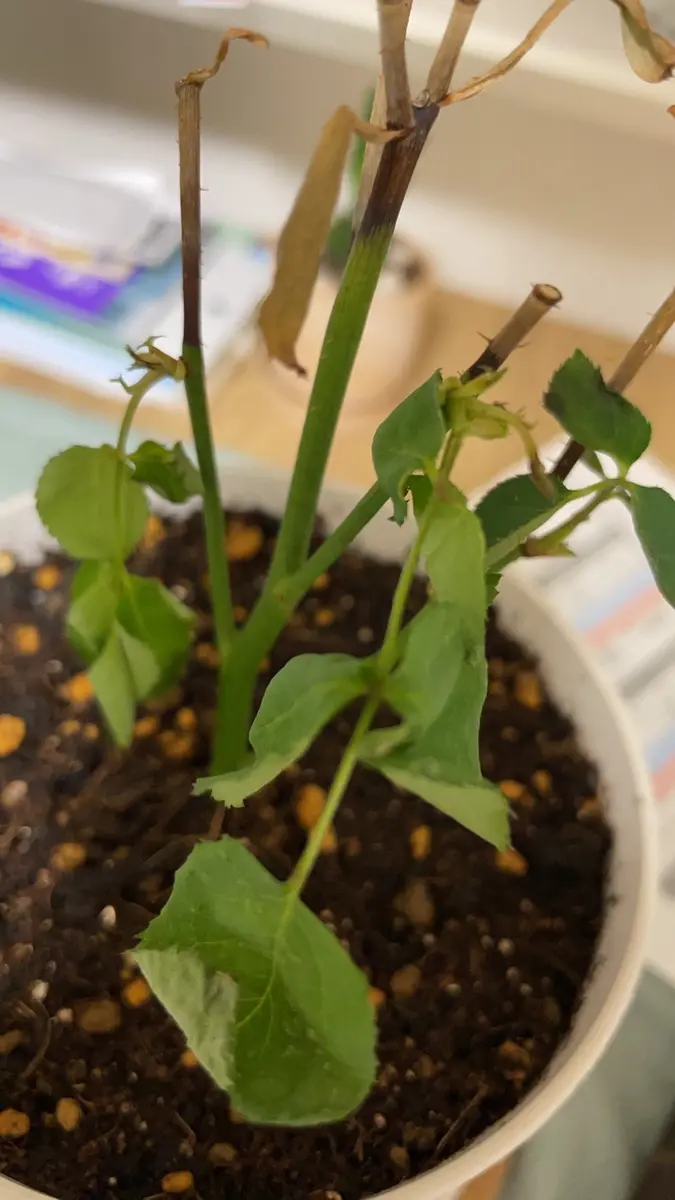 5月より薔薇の挿し木を始めました。発根したため、バーミキュ｜園芸