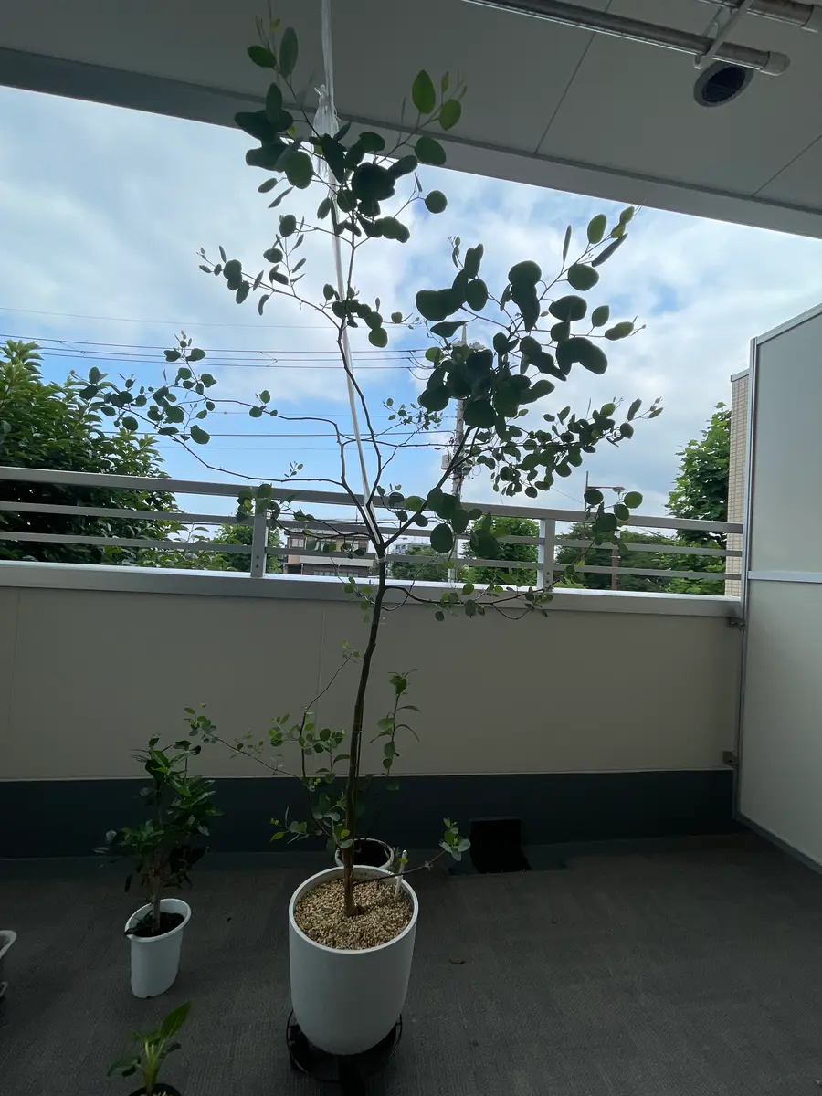 ユーカリポポラスについて、去年の一月に購入した時より幹が2