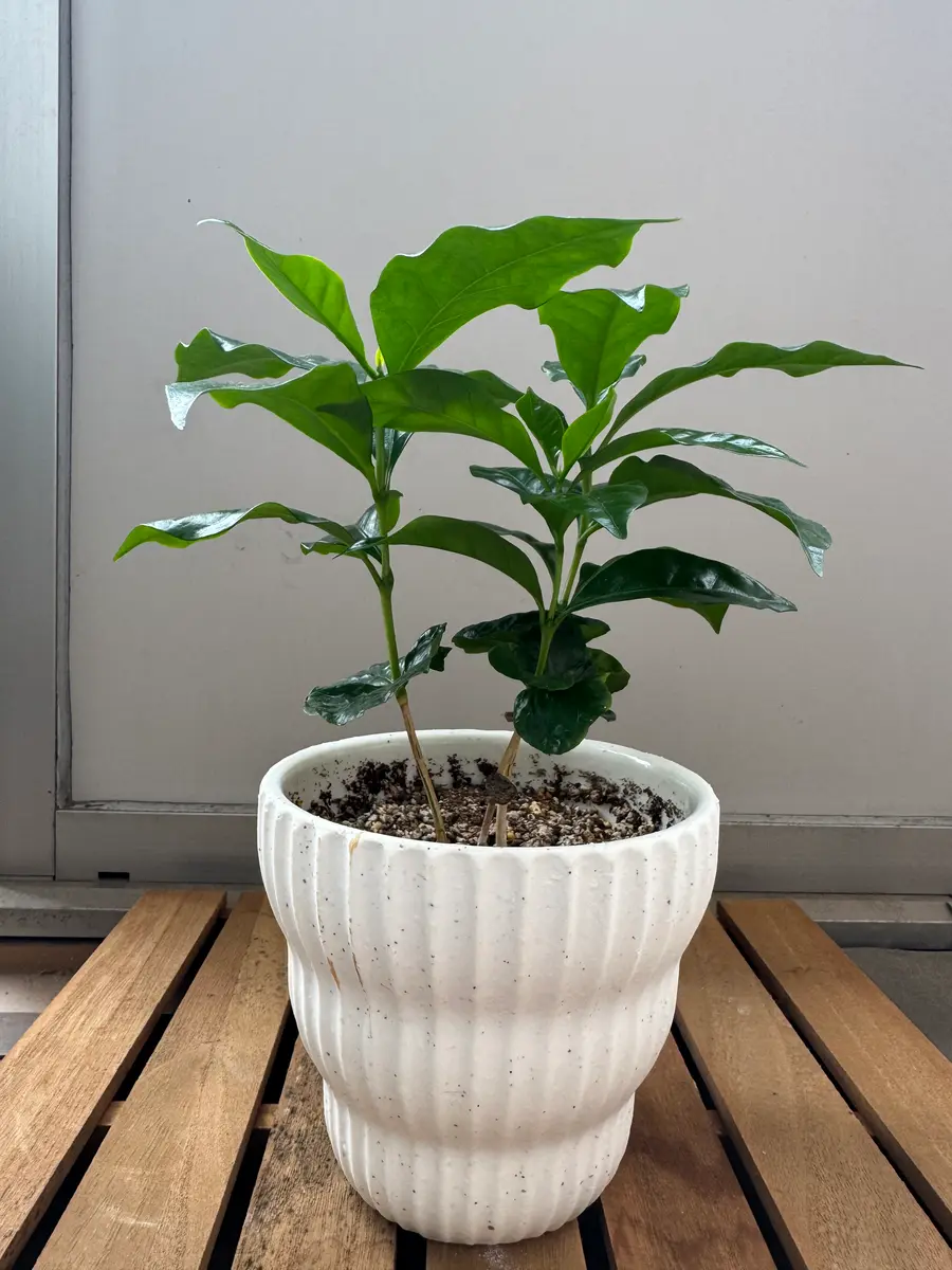 コーヒーの木 約47cm 抜き苗