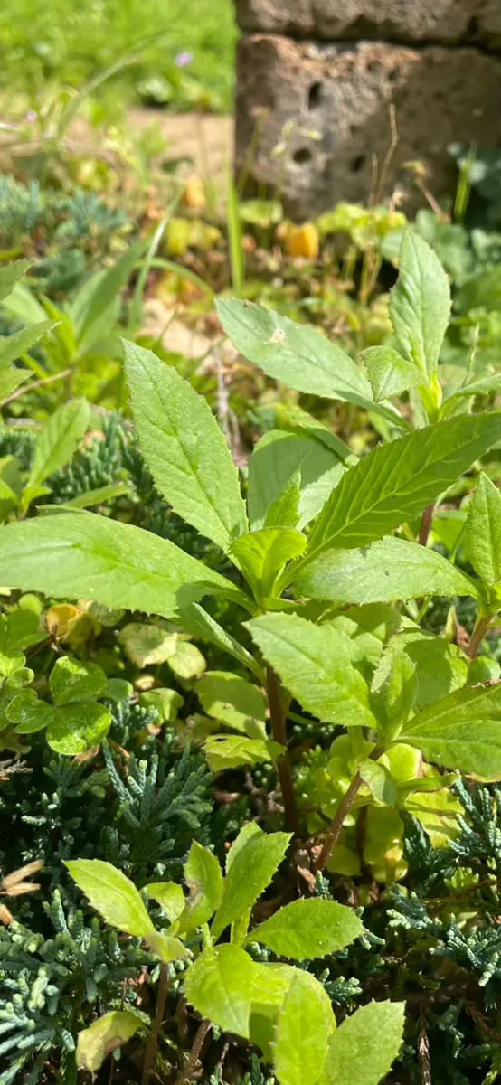 img_cache_q_46202_1_1750401983