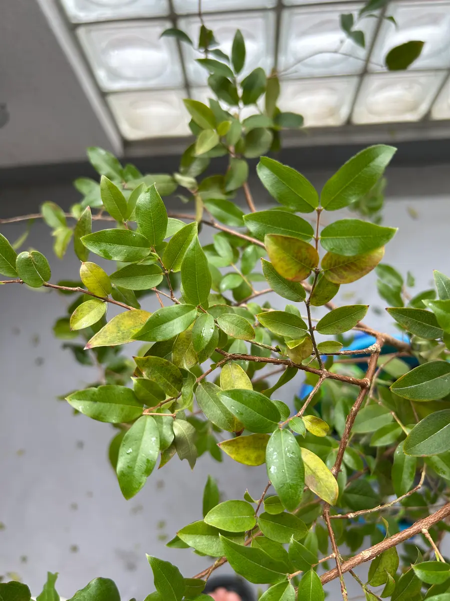 ジャボチカバ小葉系3年目です。2週間ほど前にゆす村さんから購