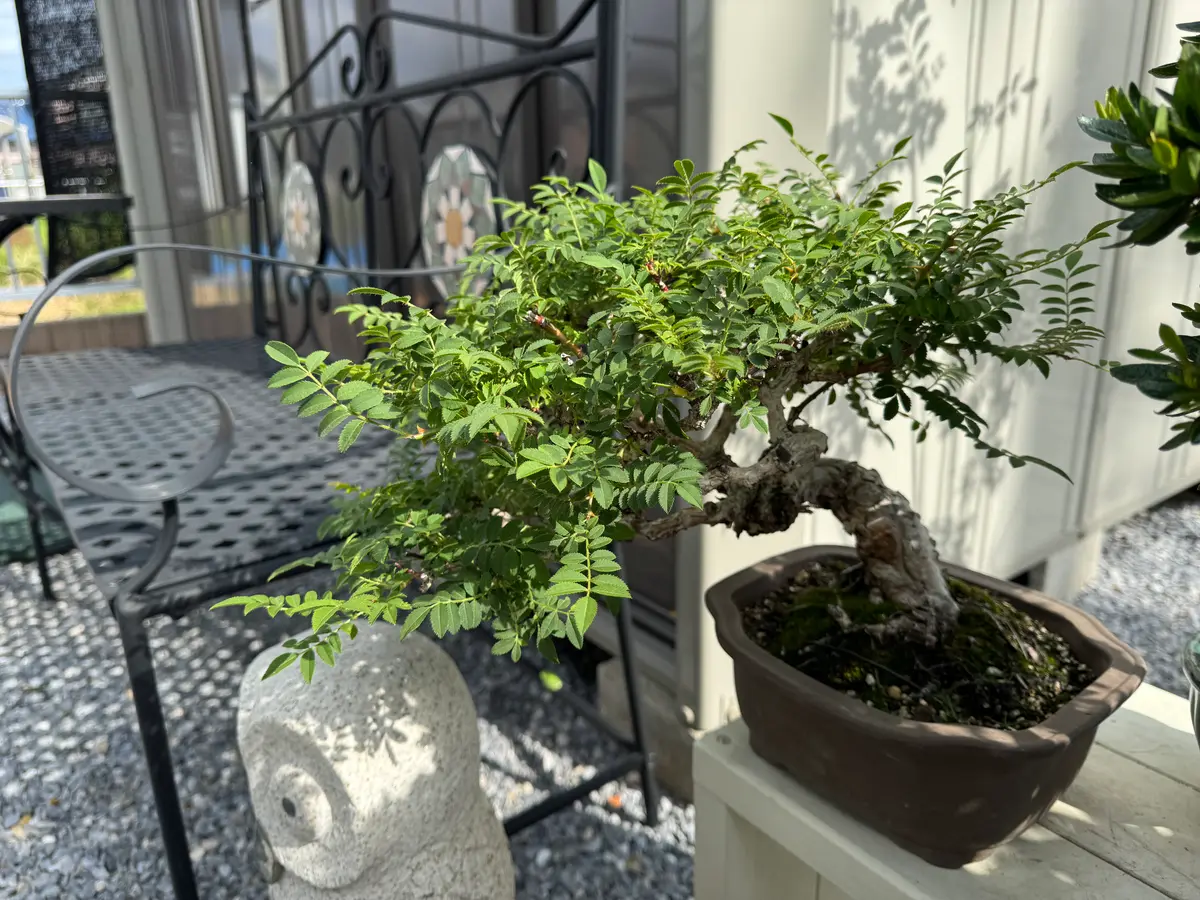 箱根サンショウバラについて、去年の落葉時期に箱根サンショウ