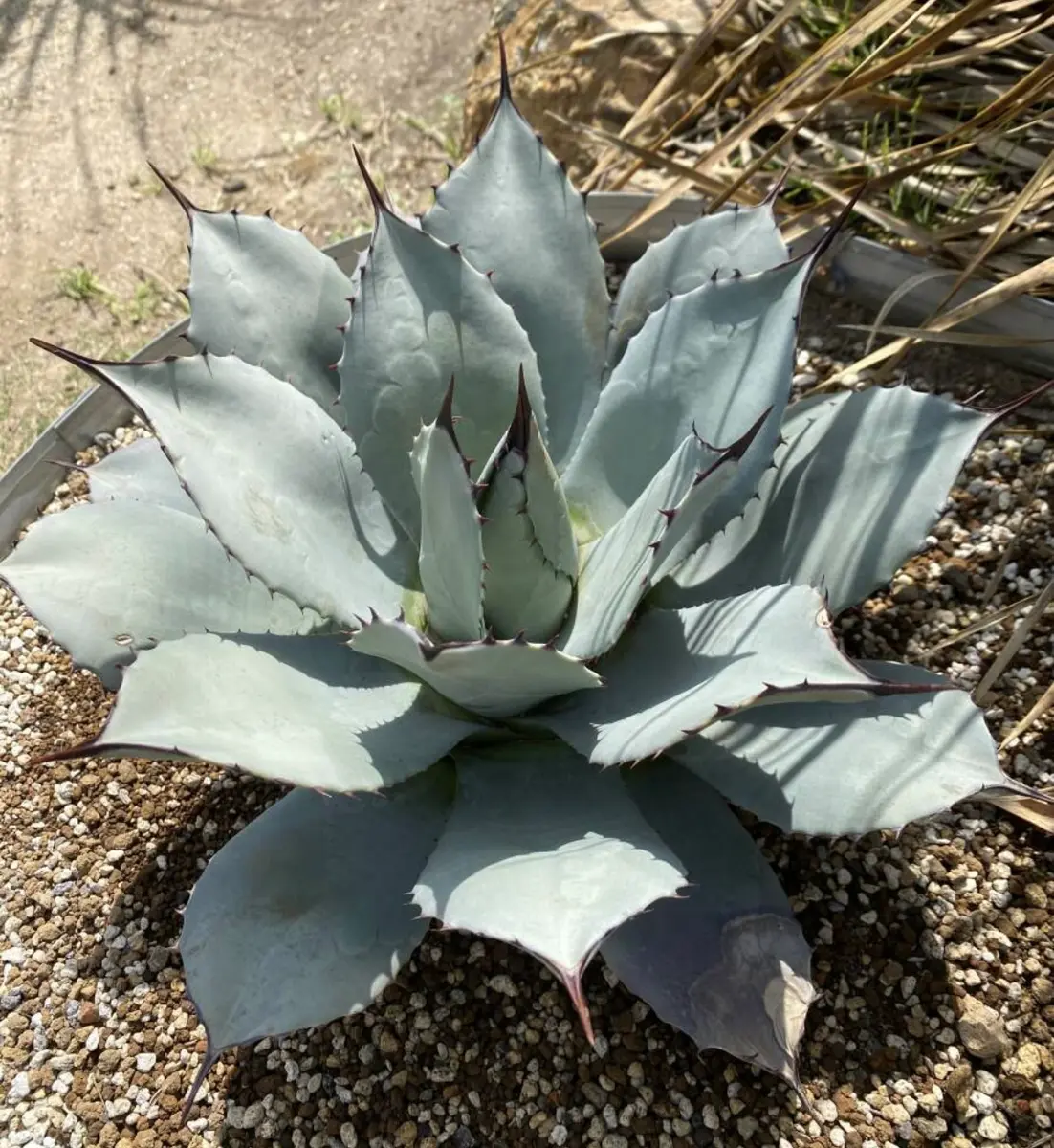 こちらのアガベの品種を教えていただけますでしょうか？パリー...｜園芸相談Q＆A｜みんなの趣味の園芸