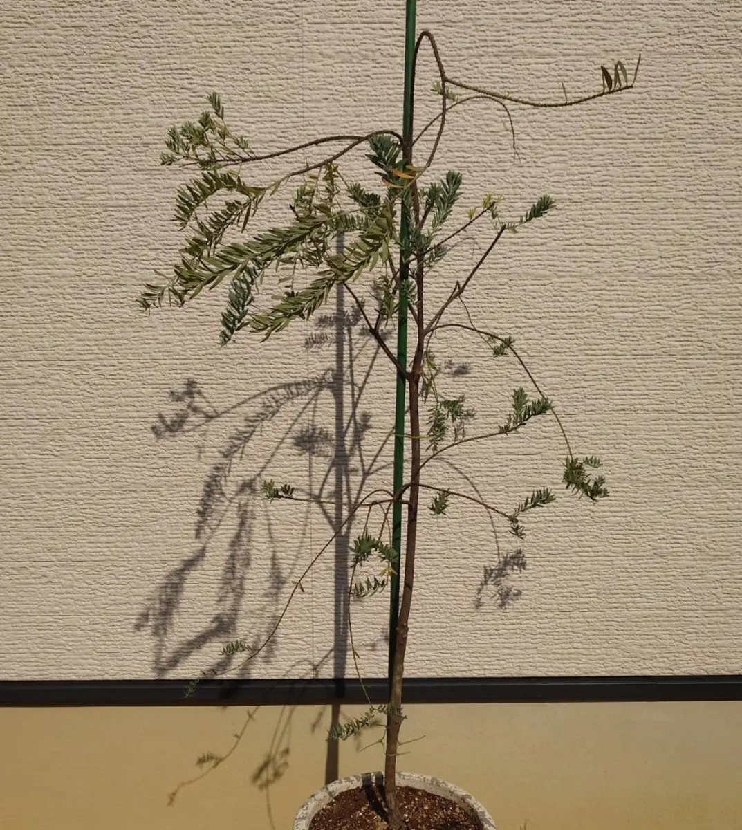 園芸初心者です。去年の9月にアカシアブルーブッシュを植栽し｜園芸