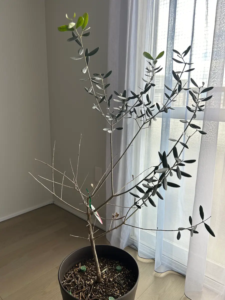 オリーブの葉・枝⭐︎挿木⭐︎実は要相談 オリーブの葉・枝⭐︎挿木⭐︎実は要相談オリーブの葉・枝⭐︎挿木
