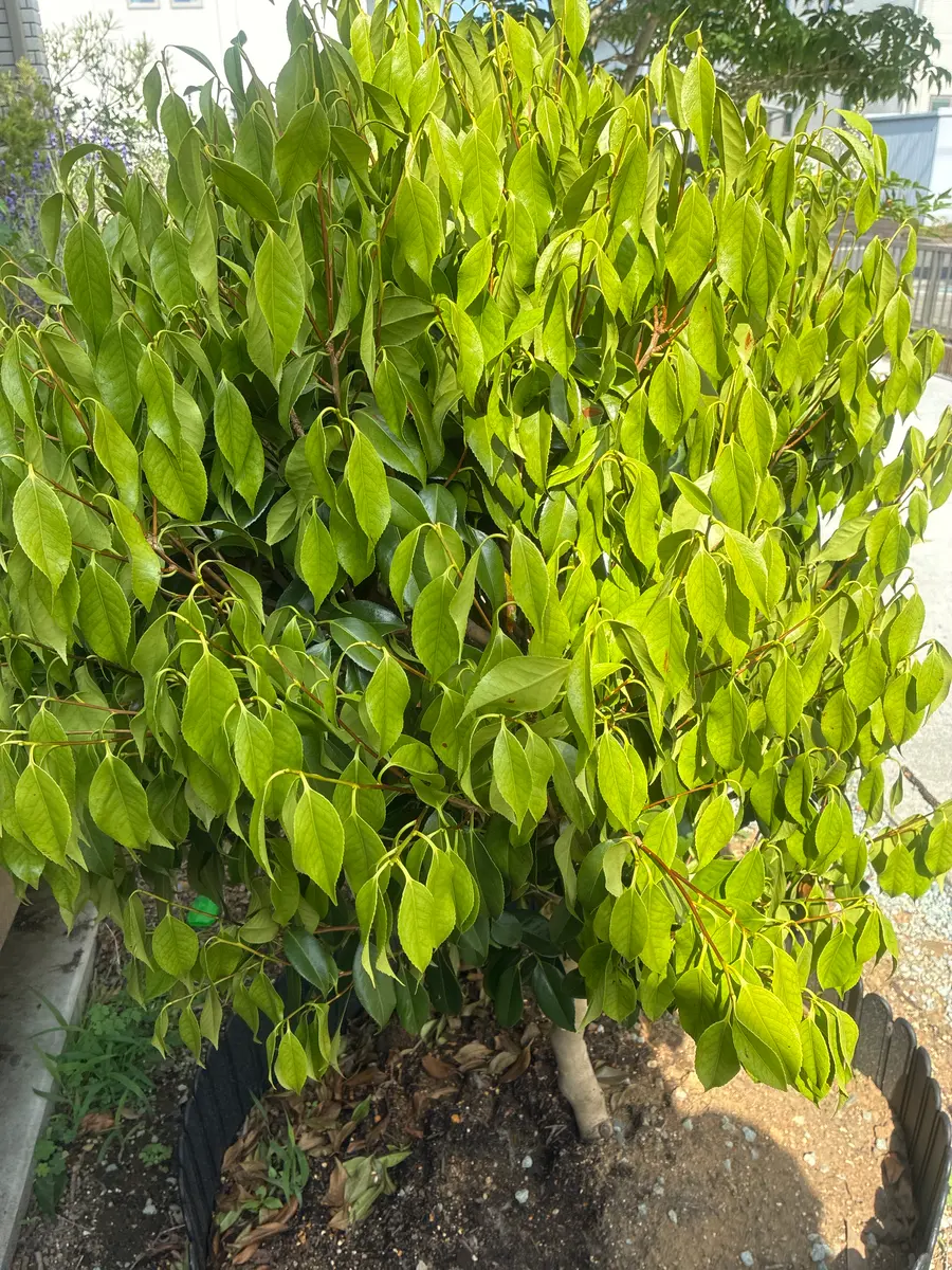 知り合いが引っ越しするので、庭にある植木をもらって欲しいと