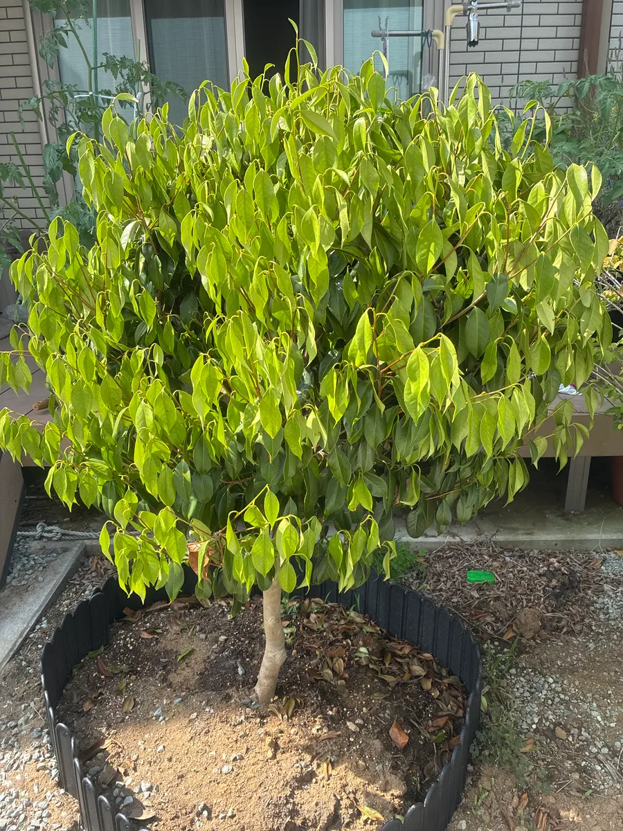 知り合いが引っ越しするので、庭にある植木をもらって欲しいと