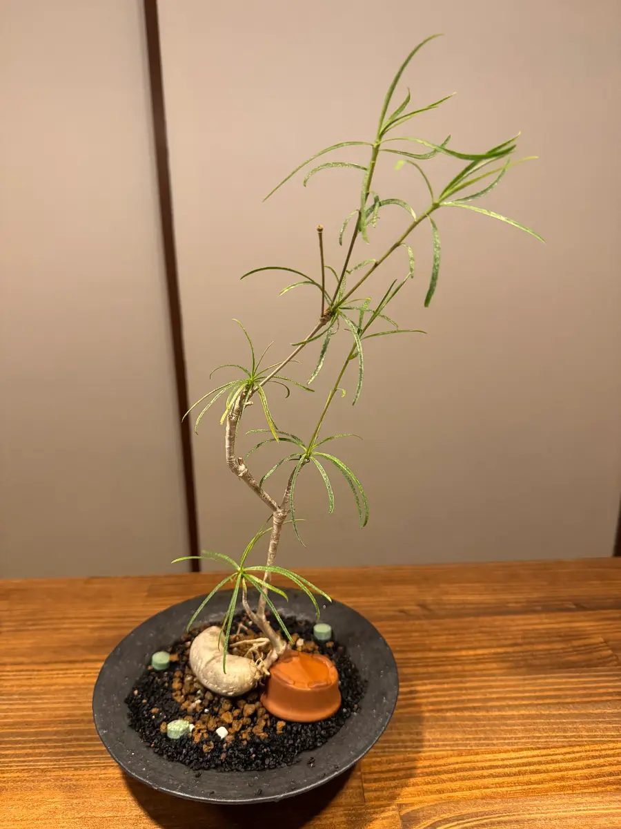 ユーフォルビア・ヘディオトイデス」の葉が気になり相談させ｜園芸