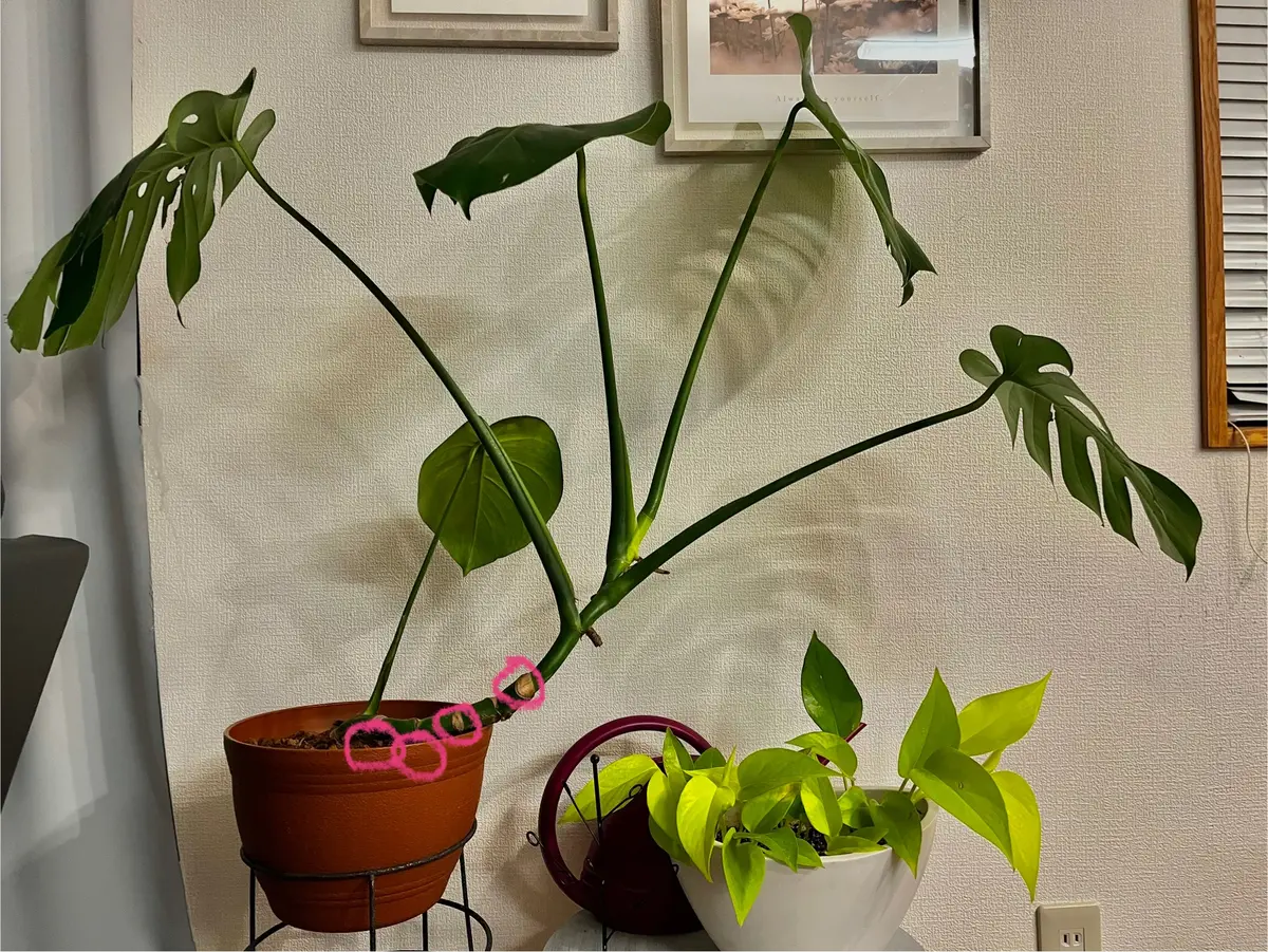 モンステラの仕立についての質問です。ホームセンターで1年ほ｜園芸