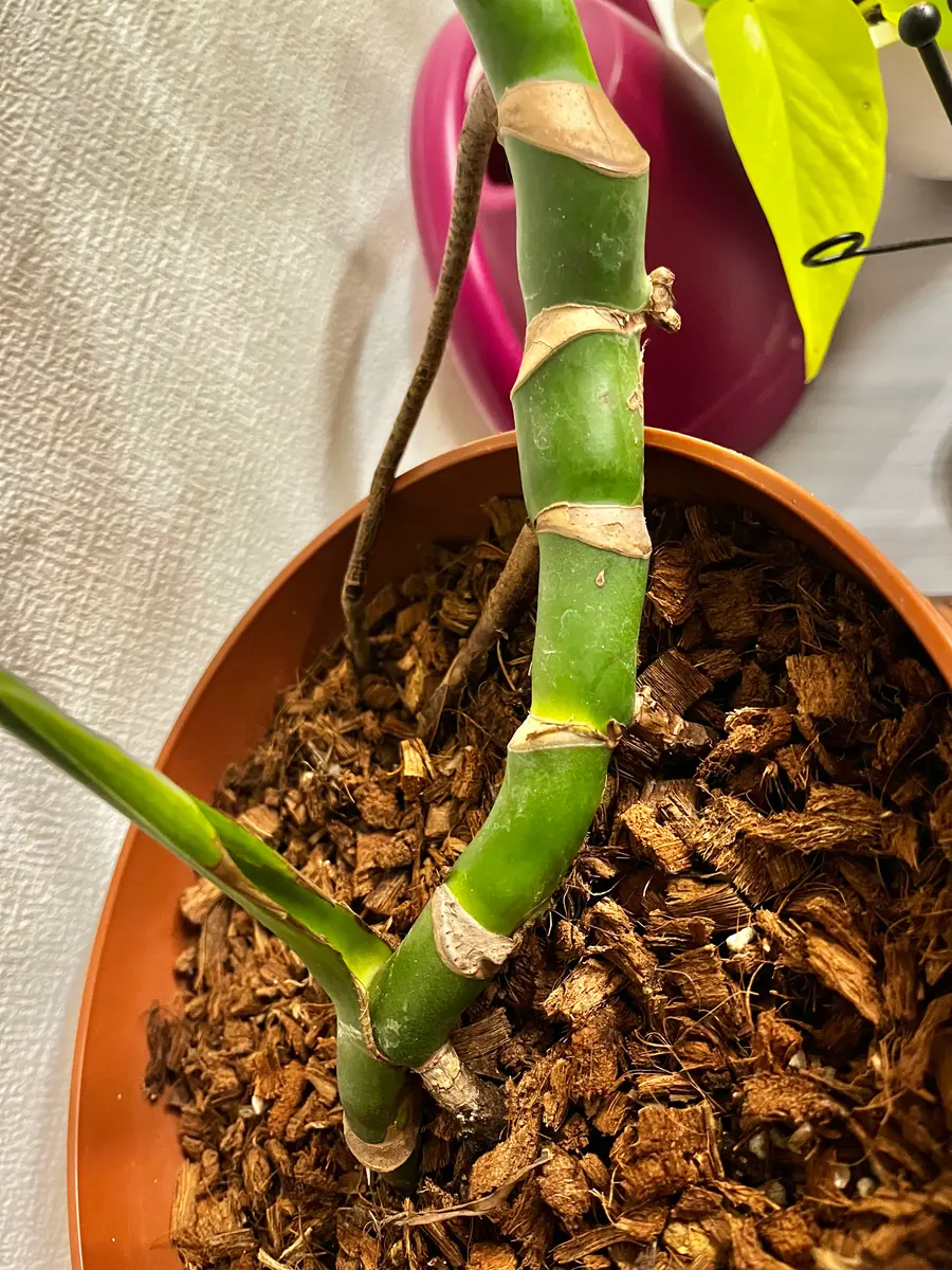 モンステラの仕立についての質問です。ホームセンターで1年ほ｜園芸