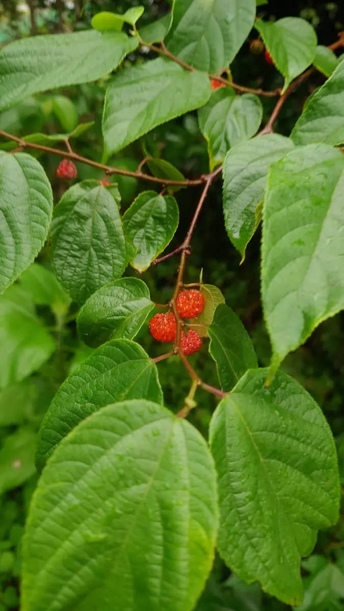 中古で買った家の庭にこのような植物が生えていました邪魔に思