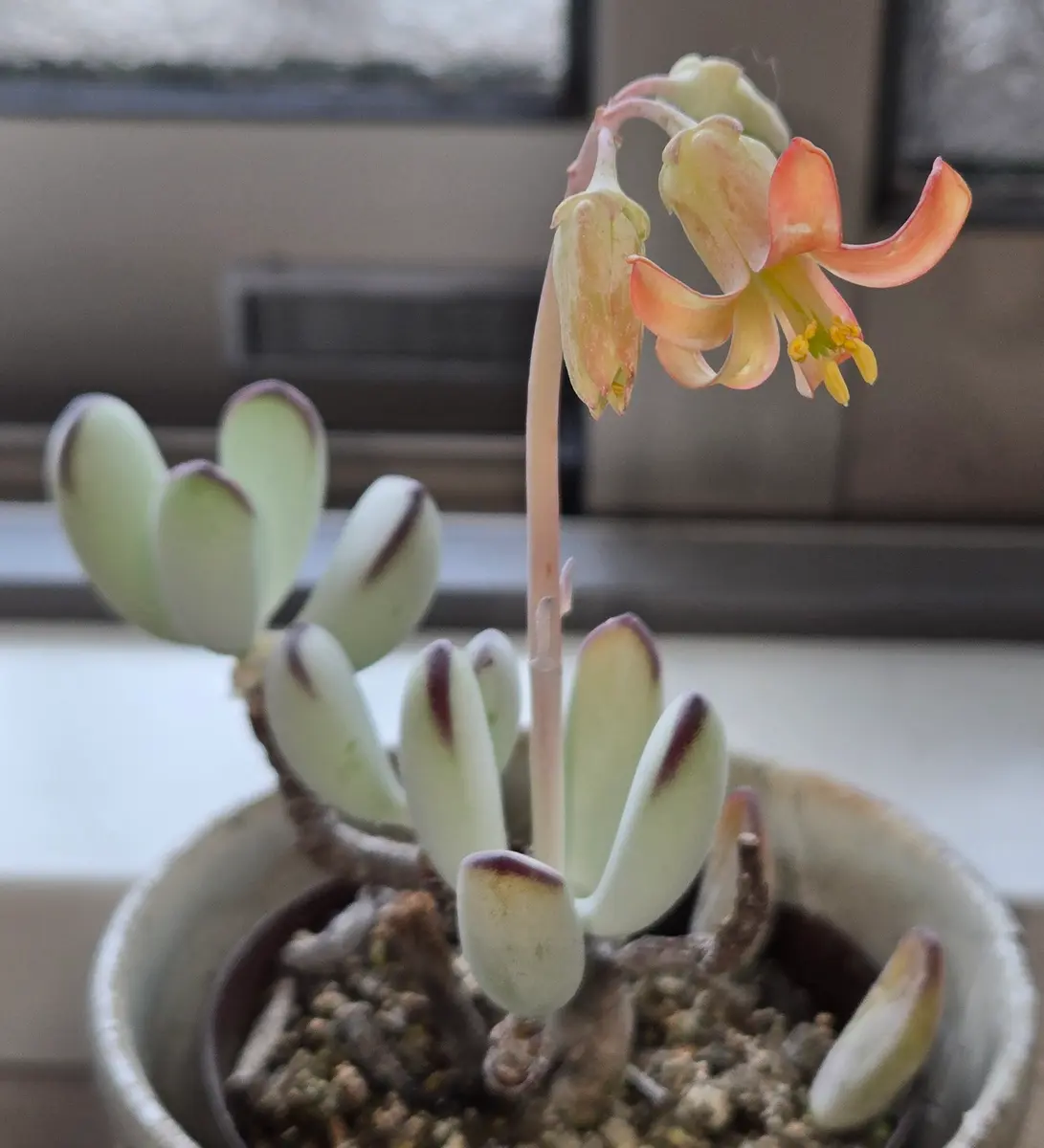 蕾付き❤️スーパ強香！オランダ原産絞り咲き バラ苗 二年生 蕾付き❤️