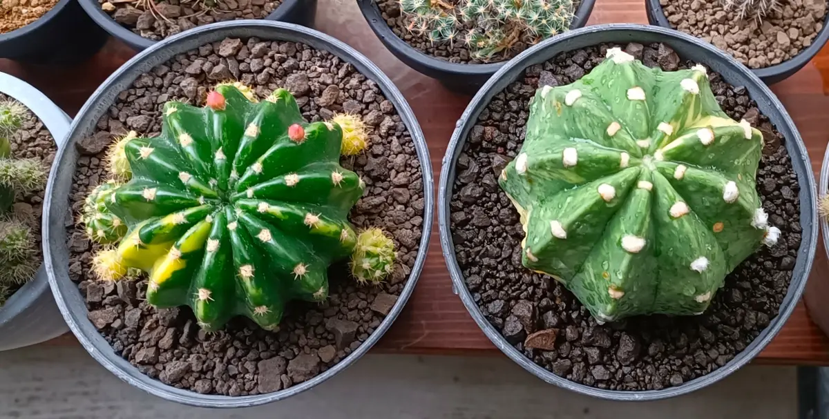 サボテンの品種についてエキノプシスの大豪丸錦(サブデヌダー