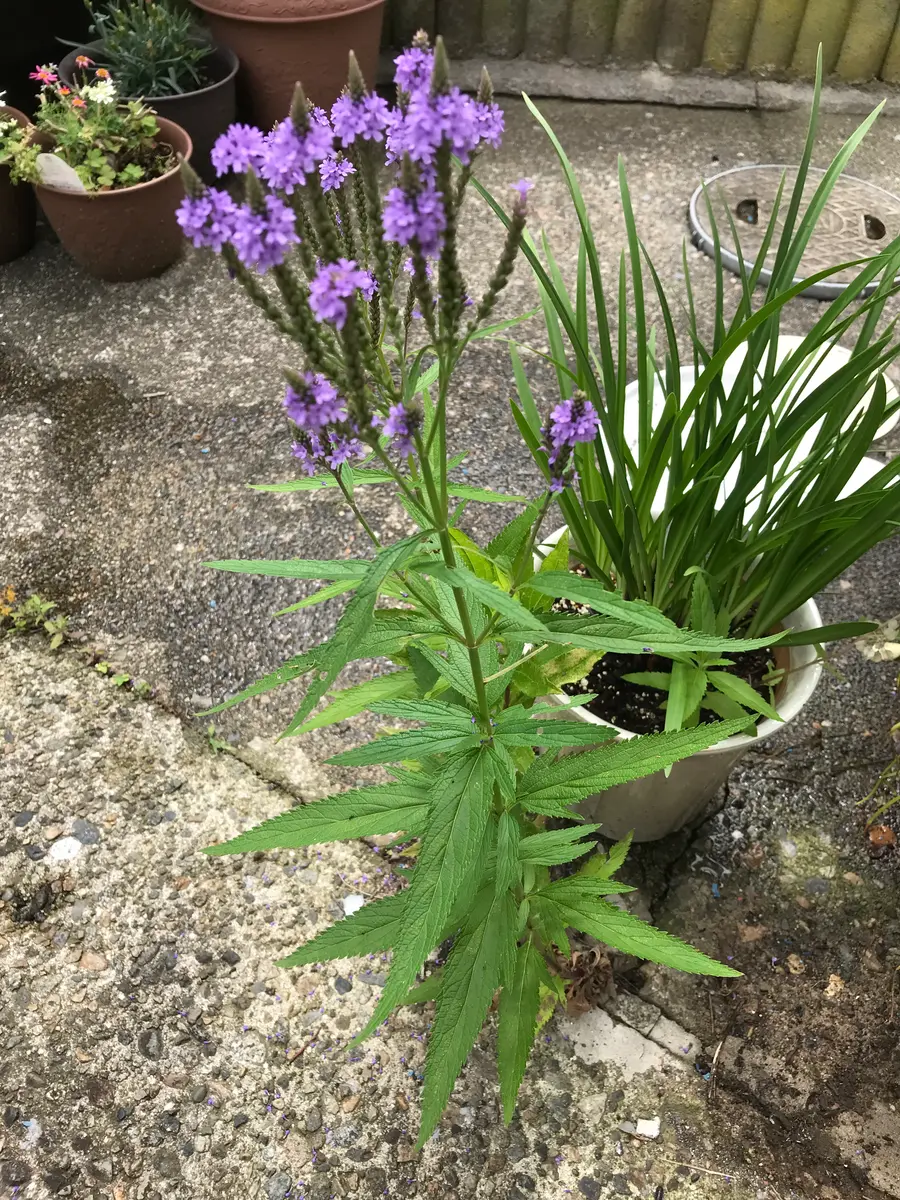 コンクリートの隙間で成長しているのですが、雑草でしょうか
