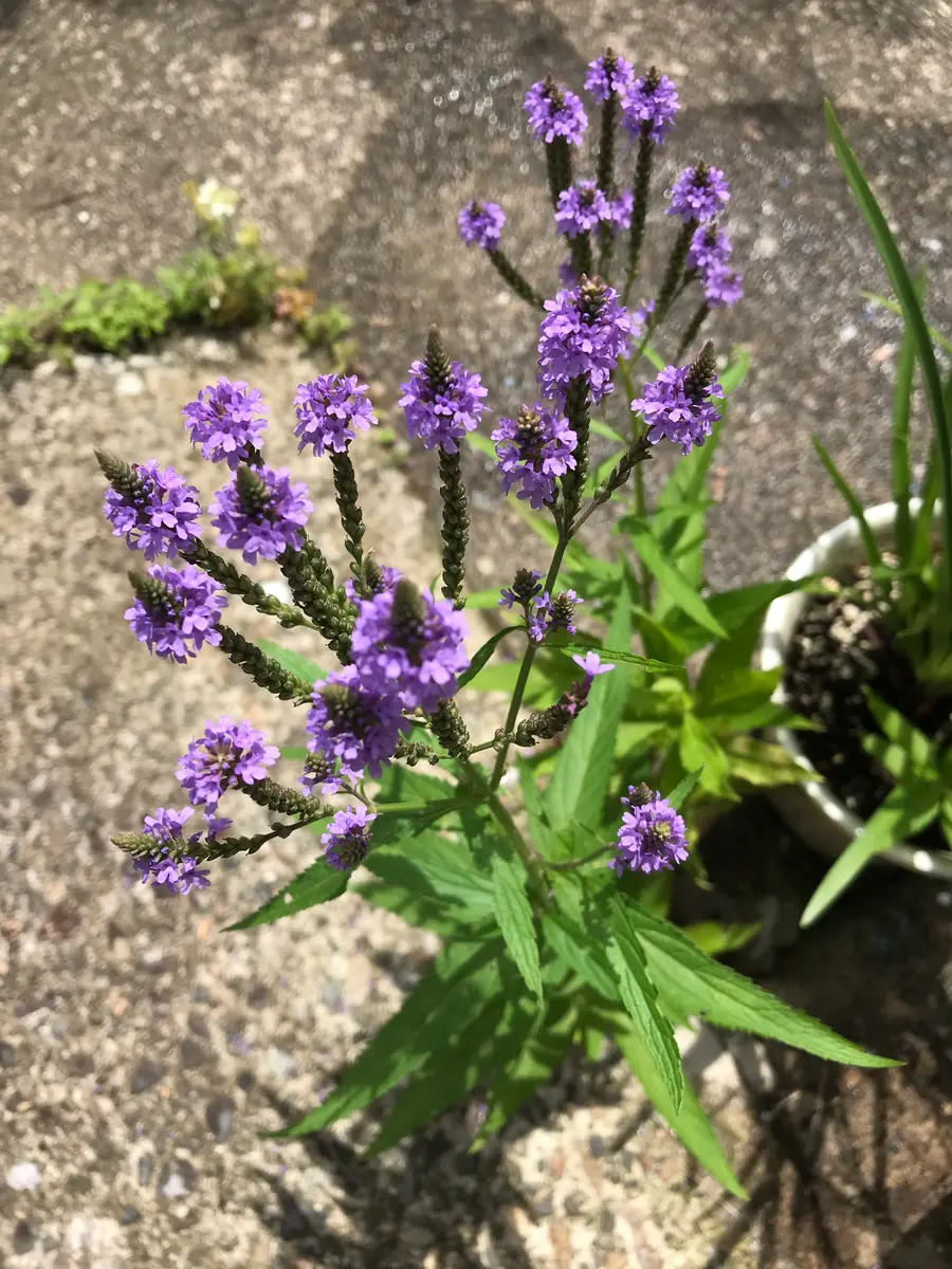 コンクリートの隙間で成長しているのですが、雑草でしょうか
