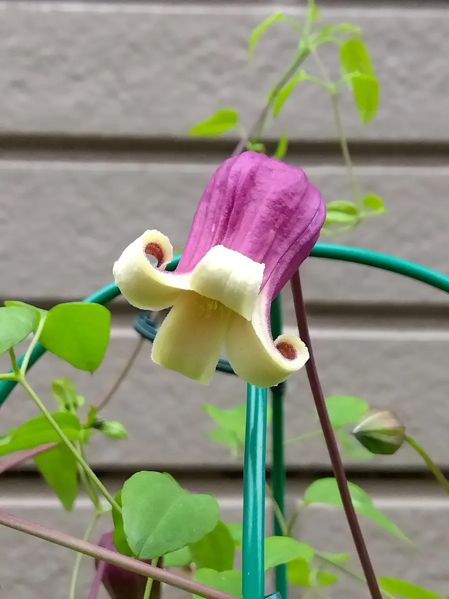 img_cache_q_46381_1_1750746027