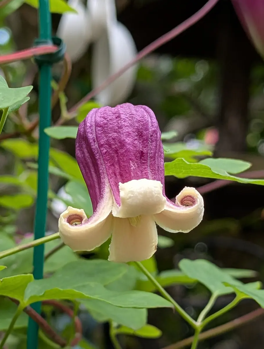 ✿クレマチス キングスドリーム鉢苗✿ 🍯型クレマチスキングスドリーム