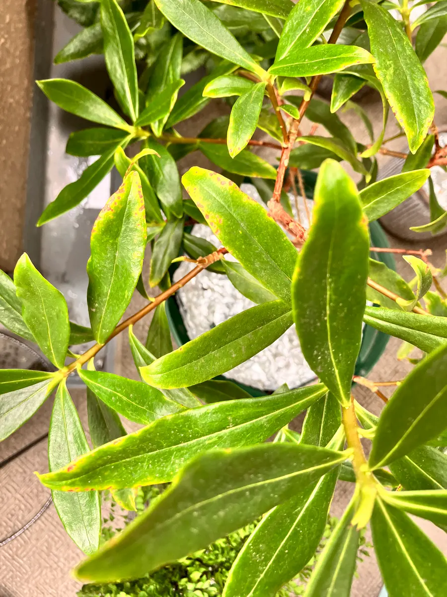 沈丁花を8号鉢で南ベランダで育てて5年目くらいになります。乾