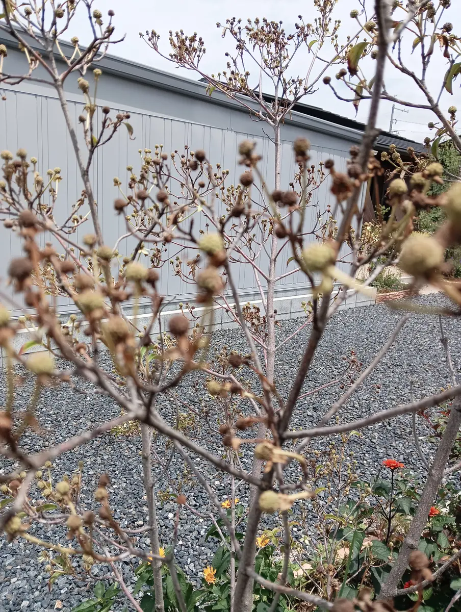 ヤマボウシ（高さ3.0メイトル） ヤマボウシ（高さ3.0メイトル） ヤマボウシ 苗 育て方 苗木部 By 花