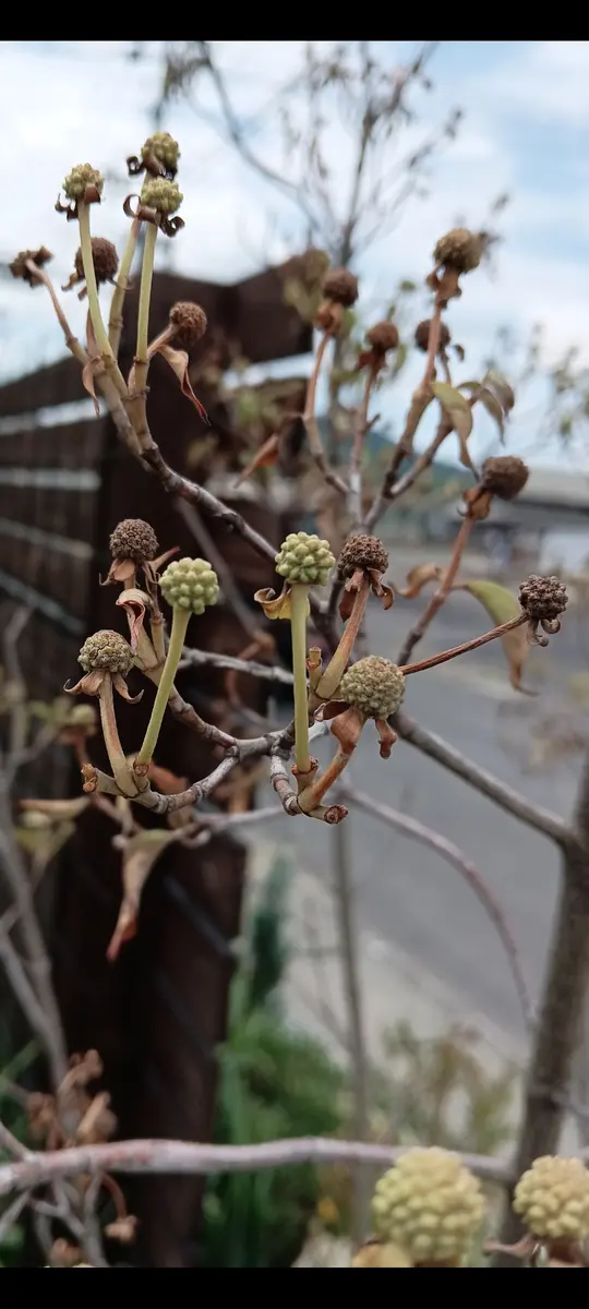 常緑ヤマボウシの状態についてご教示下さい。植え付け後約2年｜園芸