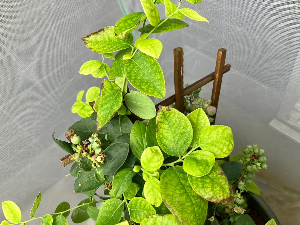 園芸初心者です。ホームセンターで2種のブルーベリーを購入しま